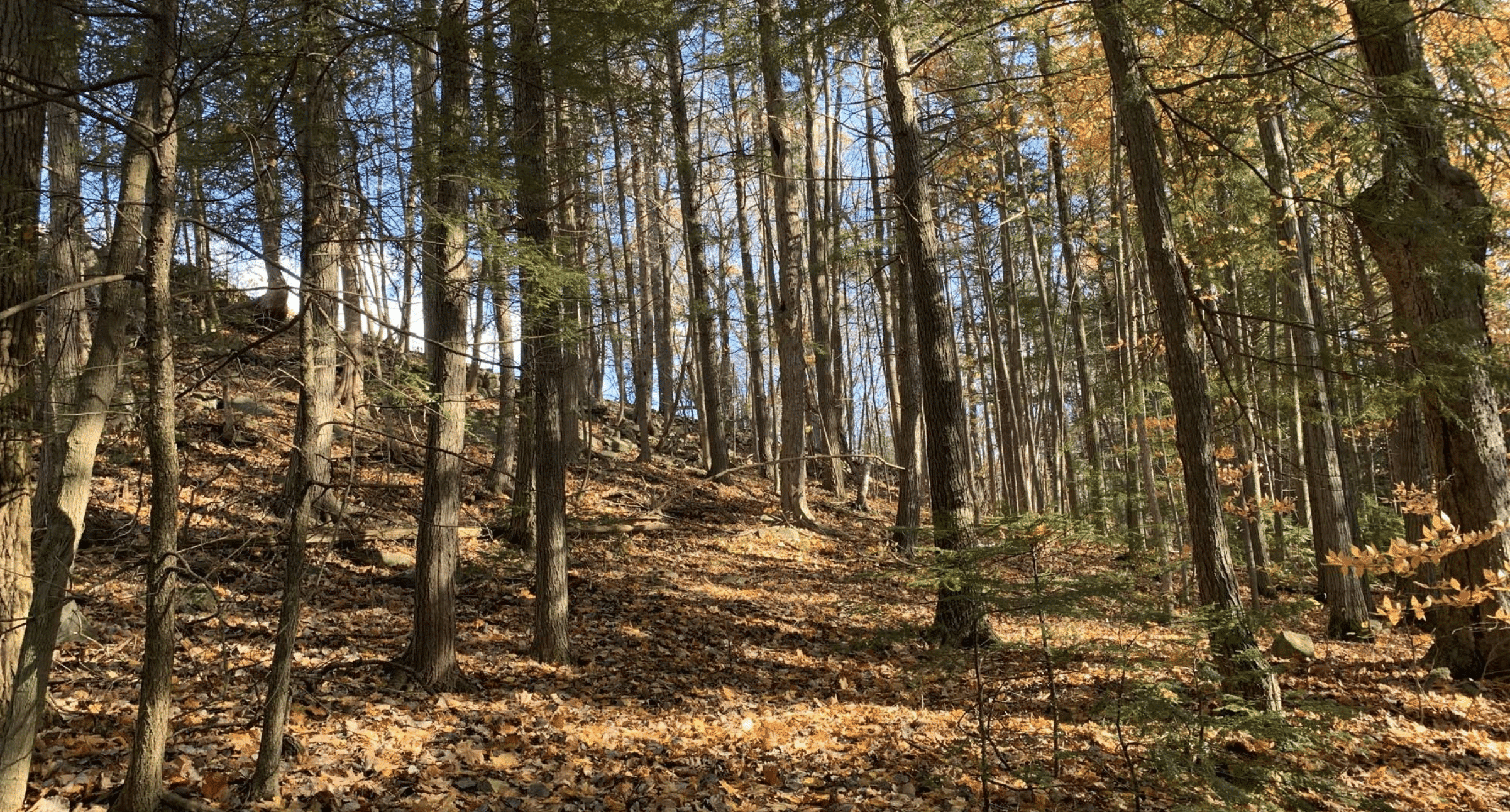 Sentier du parc de la Gatineau